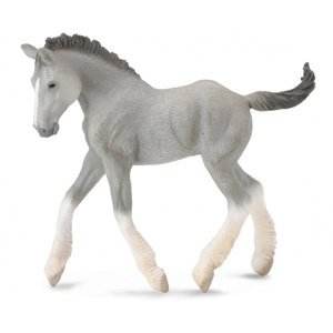 Shirský kůň - hříbě šedé