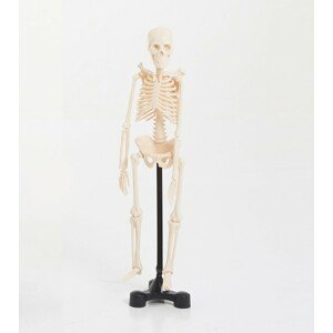 EDU-QI Kostra malá (Mini skeleton 46cm)