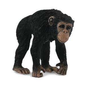 Šimpanz - samice