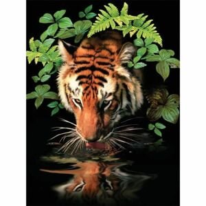 Creatoys Malování 22 x 30cm Tygr u vody