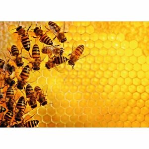 Ravensburger puzzle 173624 Challenge Puzzle: Včely na medové plástvi 1000 dílků