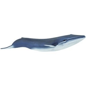 Safari Blue Whale