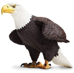 Safari Bald Eagle