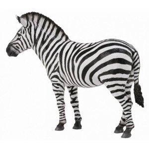 Collecta zebra