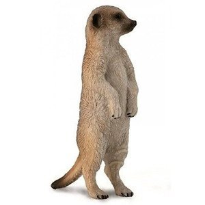 Collecta surikata stojící hlídající