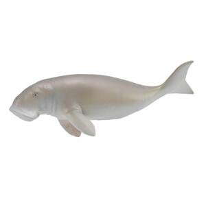Collecta dugong indický