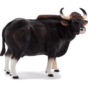 Mojo Gaur býk